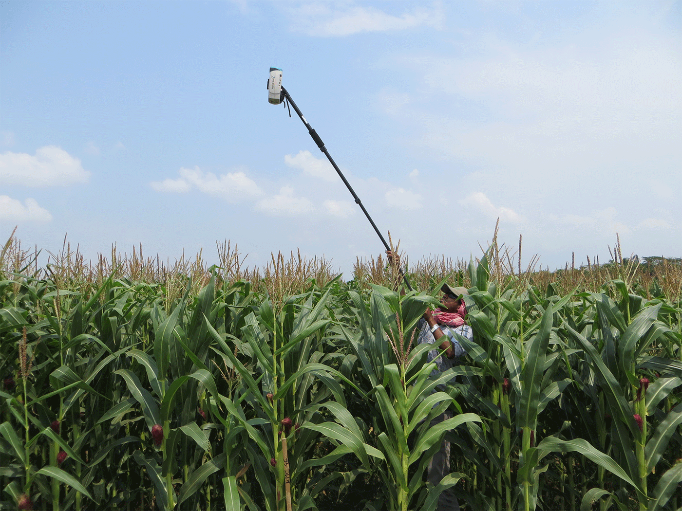 STARS scientists measuring the maize crop canopy in Putakhali, Sothern Bangladesh